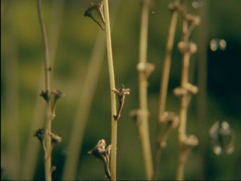 高速-雨滴击中植物和种子被抛出植物视频素材