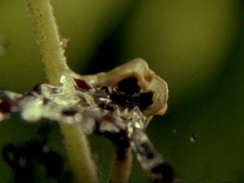 高速-雨滴击中米特拉植物种子杯，从植物投掷种子视频素材