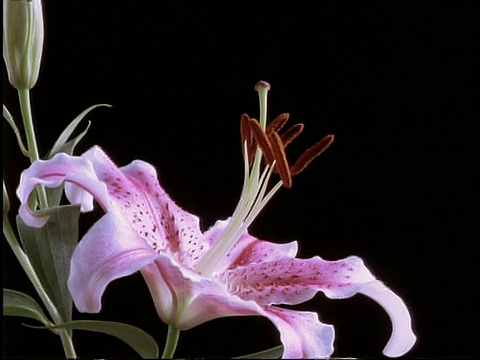 T/L花-铜粉黄花菜开，侧视图，黑色背景视频素材