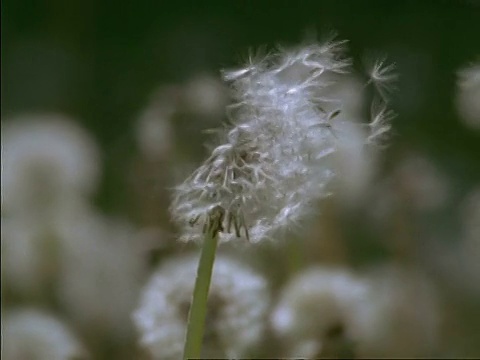 微风中的蒲公英种子头(蒲公英)，英国视频素材