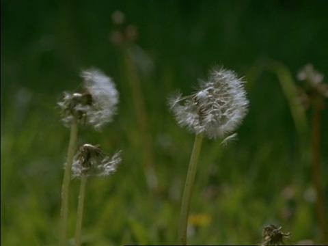 微风中的蒲公英种子头(蒲公英)，英国视频素材