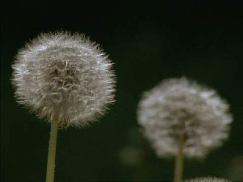 微风中的蒲公英种子头(蒲公英)，英国视频素材