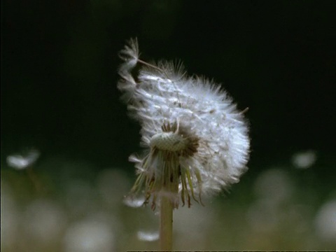 蒲公英种子头，蒲公英，风传播降落伞一样，种子吹到空中，英国，英国视频素材