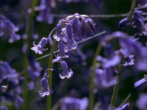 CU蓝铃花，英格兰，英国视频素材