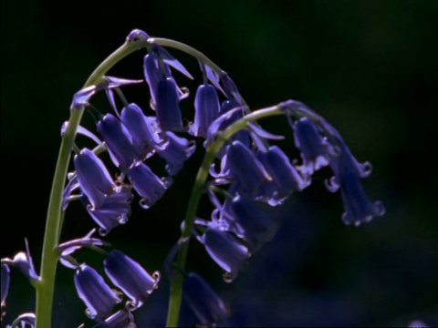 CU蓝铃花，英国视频素材