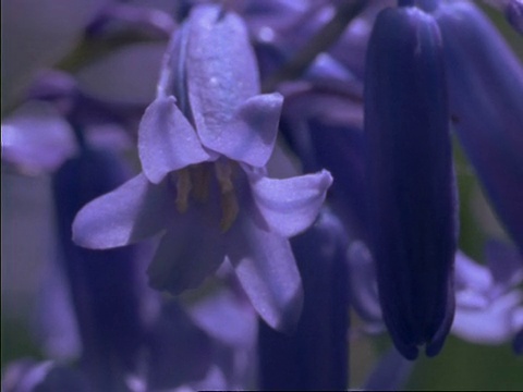 英国蓝铃花大学视频素材