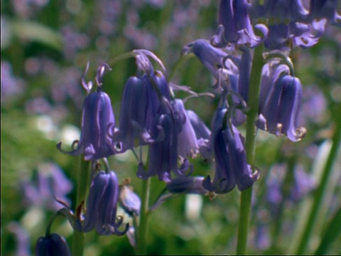 CU蓝铃花，英格兰，英国视频素材