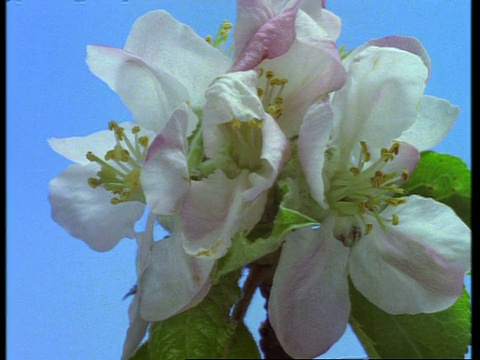 T/L花-苹果花开放和过去，蓝色的背景，英国视频素材