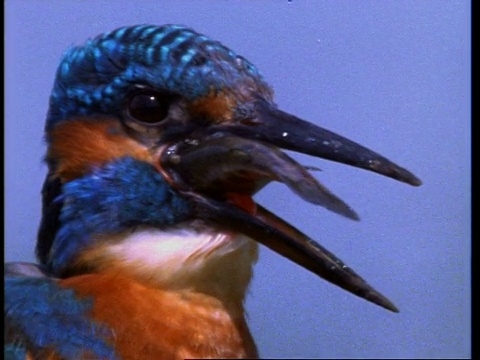 CU Kingfisher, Alcedo atthis，头燕子鱼，英国，英国视频素材