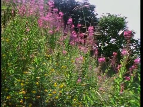 玫瑰柳草，草和篱笆的背景，英国，英国视频素材