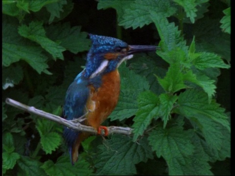 cucukingfisher, Alcedo atthis，栖息在树枝整理，英格兰，英国视频素材