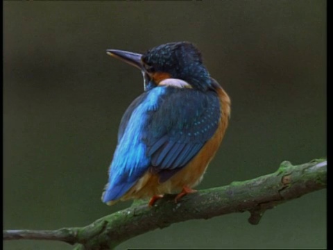 cucukingfisher, Alcedo atthis，栖息在英格兰的树枝上，英国视频素材