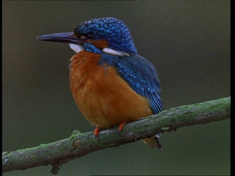 cucukingfisher, Alcedo atthis，栖息在树枝整理，英格兰，英国视频素材