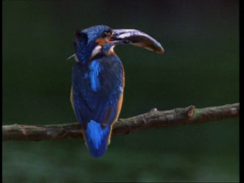 翠鸟(Alcedo atthis)，肖像，鱼喙，脸远离相机，飞出帧视频素材