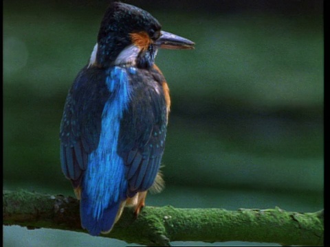 cucukingfisher, Alcedo atthis，栖息在英格兰的树枝上，英国视频素材