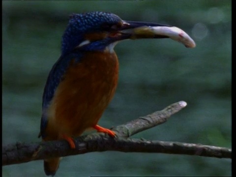 cukingfisher, Alcedo atthis，鱼在喙，从分支，英国，英国视频素材