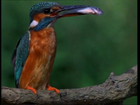 cukingfisher, Alcedo atthis，鱼在喙，从分支，英国，英国视频素材