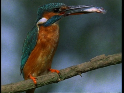 cukingfisher, Alcedo atthis，鱼在喙，从分支，英国，英国视频素材