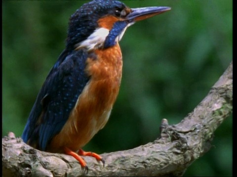 cucukingfisher, Alcedo atthis，栖息在树枝整理，英格兰，英国视频素材