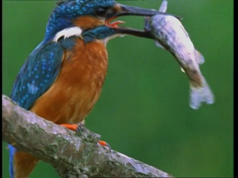 CU Kingfisher, Alcedo atthis，从树枝上起飞，带着鱼回来，英格兰，英国视频素材