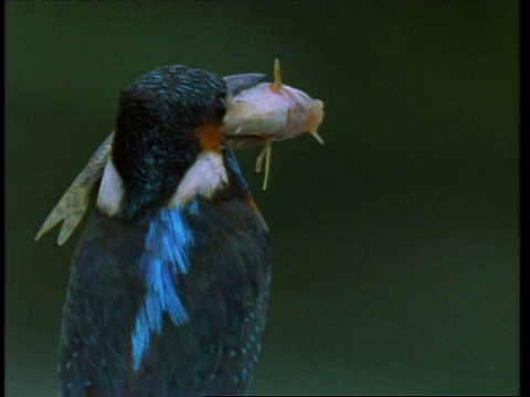 CU Kingfisher, Alcedo atthis，鱼在嘴里，环顾四周，英国，英国视频素材