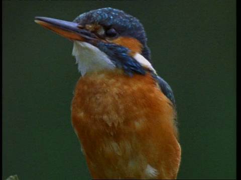 CU Kingfisher, Alcedo atthis，鱼在嘴里，环顾四周，英国，英国视频素材