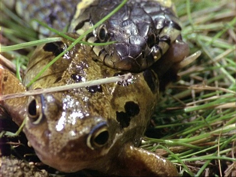 草蛇(Natrix Natrix)吃普通蛙(Rana temporaria)，英国视频素材