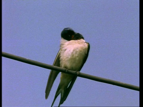 MS Barn Swallow, Hirundo rustica，在电缆上整理，英国，英国视频素材