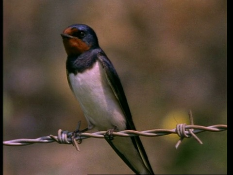 MS Barn Swallow, Hirundo rustica，栖息在铁丝网上，英国，英国视频素材