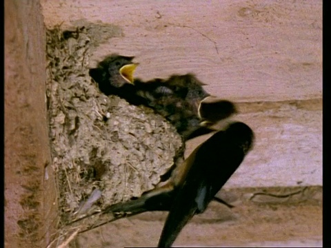 MS Barn Swallow, Hirundo rustica，飞到巢里喂小鸡，英国，英国视频素材