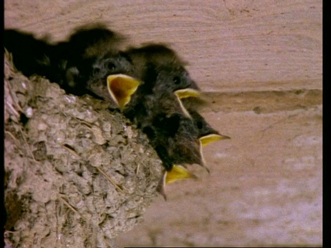 CU Barn Swallow, Hirundo rustica，飞到巢里喂小鸡，英格兰，英国视频素材