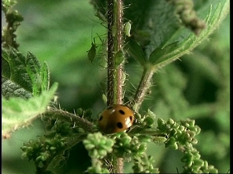 英国，七星瓢虫，以荨麻上的蚜虫为食视频素材