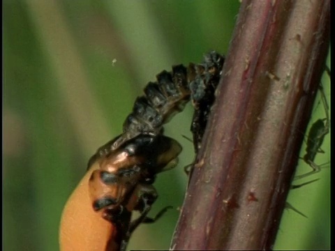 七星瓢虫，从茧中冒出来，英国视频素材