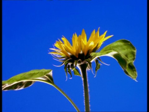 T/L CU向日葵开花，侧视图，蓝色背景视频素材