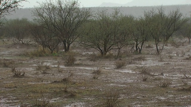 沙漠地面上下着大雨。美国亚利桑那州索诺兰沙漠视频素材