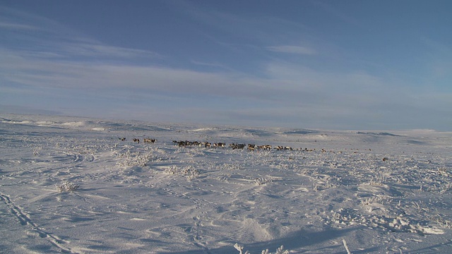 挪威北极地区冬季在冰雪覆盖的高原上寻找食物的小群驯鹿视频素材