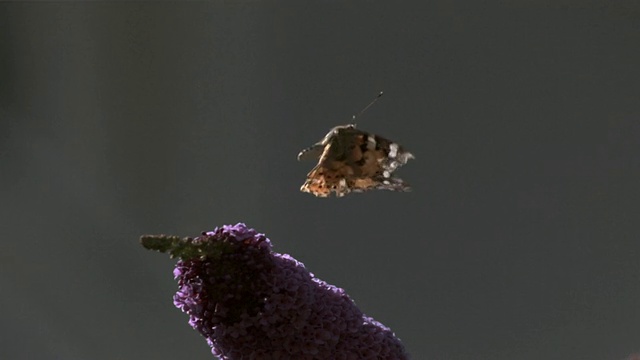 彩绘淑女蝴蝶(vanessa cardui)，起飞，高速视频素材