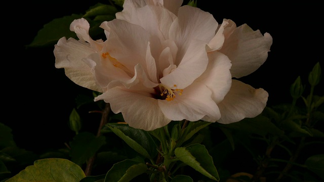 芙蓉花关闭，黑色背景，时间倒转。视频素材