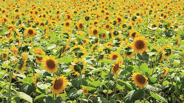 MS View of sunflower field / Furano，北海道，日本视频素材