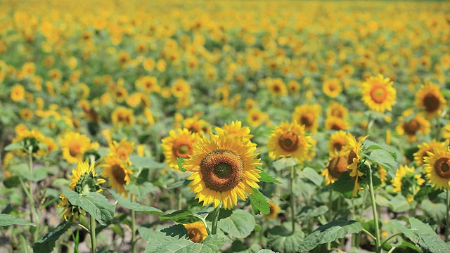 MS View of sunflower field / Furano，北海道，日本视频素材