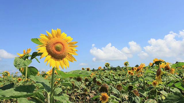 MS View of sunflower field / Furano，北海道，日本视频素材