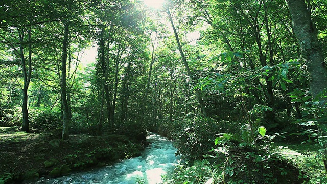 MS Small river流经美丽的森林/ Furano，北海道，日本视频素材