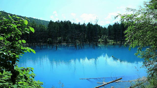 美丽森林中的蓝色池塘/日本北海道富兰野视频素材