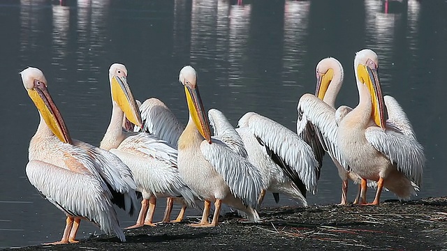 在纳库鲁湖的河岸/国家公园，非洲，肯尼亚，pelecanus onocrotalus整理视频素材