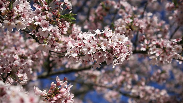 樱花在春天盛开/日本京都视频素材