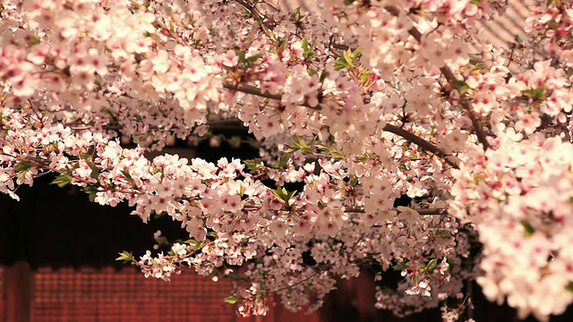 樱花在春天盛开/日本京都视频素材