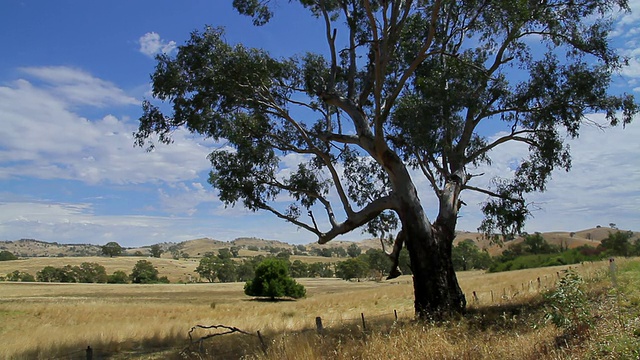 经典桉树(桉树)和农村地区/ Bendigo，澳大利亚维多利亚视频素材