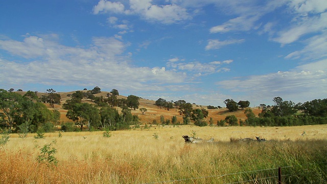 桉树(桉树)和美丽的乡村风景/ Bendigo，澳大利亚维多利亚视频素材