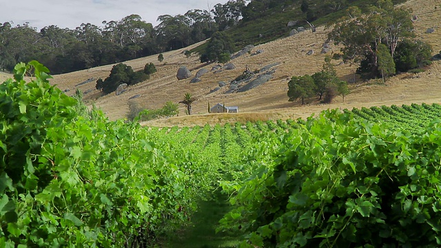 MS Small vineyard / Bendigo，维多利亚，澳大利亚视频素材