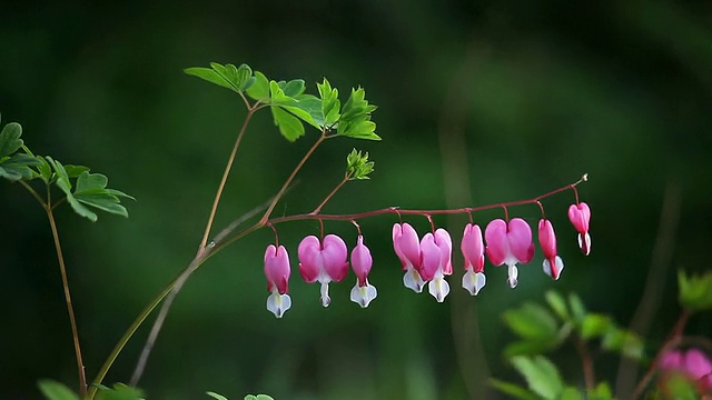 MS Wild flower / Geumsan，庆尚南道，韩国视频素材